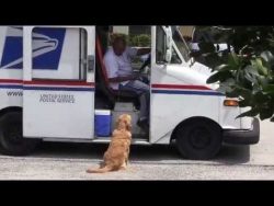 golden retriever holt die post v