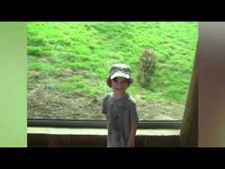 Gorilla bewirft Berlin Besucher mit Stein gorilla bewirft berlin besucher