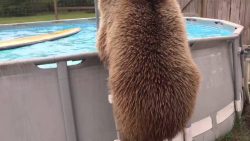 grizzly baer geht im pool baden 1