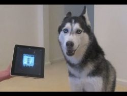 Gute Laune Husky singt gute laune husky singt