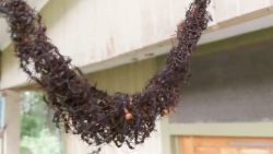 haengebruecke aus tausenden amei