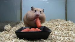 hamster bekommt dicke backen