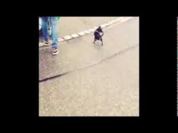 handtaschenhund als nervtoeter