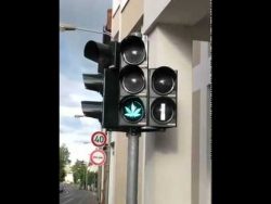 hanf ampeln in frankfurt am main