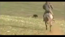 Hase gegen Hunde hase gegen hunde