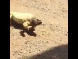 heiss heiss heiss heiss