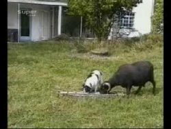 hey das ist mein essen zu schaf