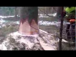 holzfaeller faellt eine fichte i
