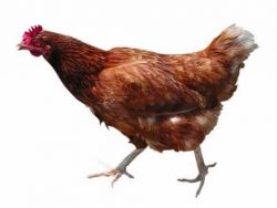 huehner song 10 stunden lang