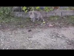 huhn frisst katze die maus weg