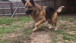 hund auf fuchsjagd im garten