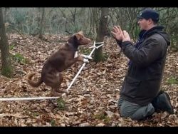 hund balanciert auf einem seil