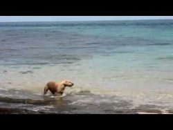 Hund beisst Hai hund beisst hai