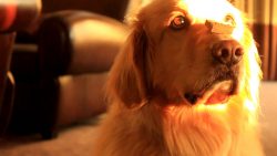 hund bekommt ein leckerli