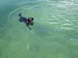 Hund fischt im Meer nach Hummer hund fischt im meer nach hummer
