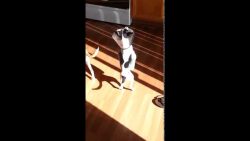 hund geht durch eine tuer