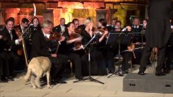 hund geniesst klassisches konzer