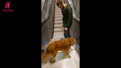 hund hat angst vor der rolltrepp