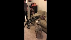 hund hat angst vor katzen kissen