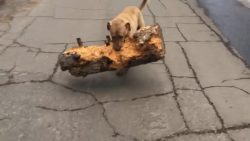 hund hat ein grosses stoeckchen