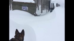 hund hilft anderem hund durch de