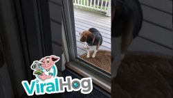 Hund kommt nicht mit Glastür klar hund kommt nicht mit glastuer kl