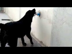 hund kuehlt sich am wasserhahn a