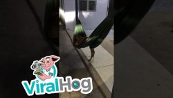 Hund legt sich in die Hängematte zum schlafen hund legt sich in die haengematt