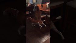 hund liebt diese handtasche