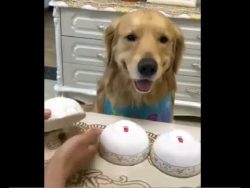 hund macht beim huetchenspiel mi