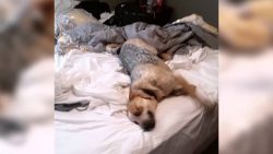 Hund mag den Duft von Febreeze hund mag den duft von febreeze