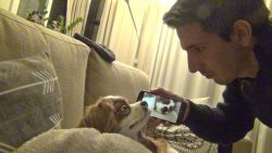 Hund mit eigenem Schnarchen aufwecken hund mit eigenem schnarchen aufw