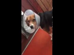 Hund mit Halskrause kommt nicht raus hund mit halskrause kommt nicht