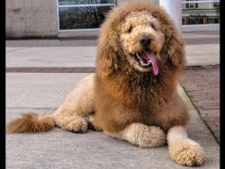 hund mit loewe verwechselt