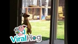 Hund öffnet die Schiebetür vom Garten aus hund oeffnet die schiebetuer vom