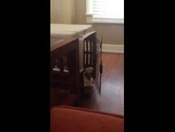 hund schlaegt sich selbst mit de