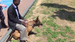 hund schuetzt vor messer attacke