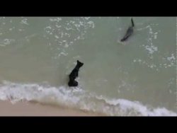 Hund spielt mit Ottern am Penang Beach hund spielt mit ottern am penang