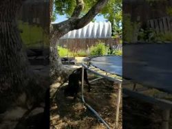 hund spielt mit sich selbst ball