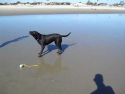 hund spritzt wasser aus dem arsc