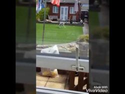 Hund steht auf Kekse hund steht auf kekse