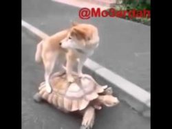 hund steht auf schildkroete