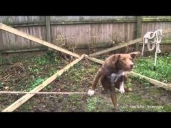 hund tanzt auf dem seil