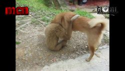 hund und affe spielen zusammen