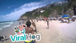 hund und menschen spielen fussba