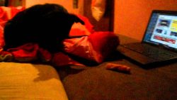 Hund versteckt seinen Knochen im Bett hund versteckt seinen knochen im