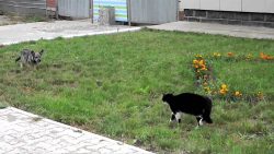 Hund vs Katze -> Showdown hund vs katze showdown