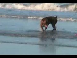 hund will mit ball im meer spiel