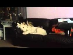 hund will spielen sein kumpel ab