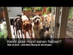 Hunde beim Namen rufen hunde beim namen rufen